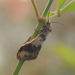 Anestia (genus) at Conder, ACT - 16 Mar 2022