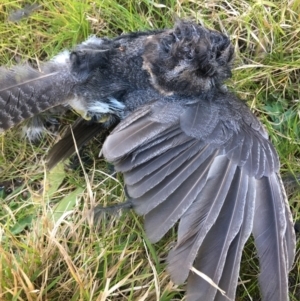 Aegotheles cristatus at Borough, NSW - 19 Jul 2022