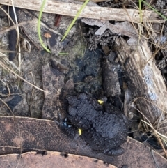 Pseudophryne bibronii (Brown Toadlet) at Callala Bay, NSW - 24 Sep 2021 by wpendrick