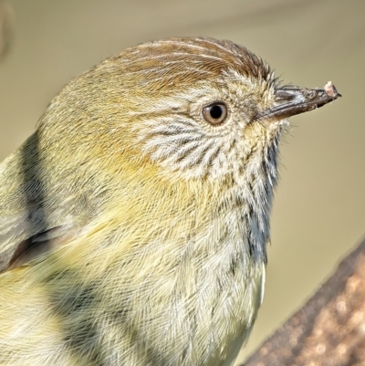 Acanthiza lineata (Striated Thornbill) at Stromlo, ACT - 19 Jul 2022 by Kenp12