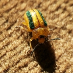 Calomela vittata (Acacia leaf beetle) at Rugosa - 19 Jul 2022 by SenexRugosus