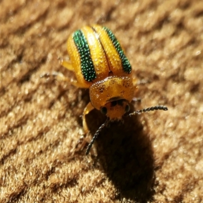 Calomela vittata (Acacia leaf beetle) at Yass River, NSW - 19 Jul 2022 by SenexRugosus