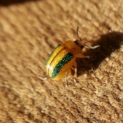 Calomela vittata at Yass River, NSW - 19 Jul 2022