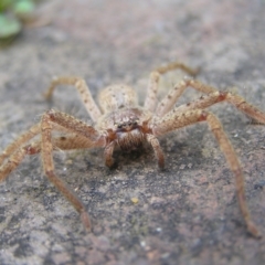 Isopeda (genus) (Huntsman Spider) at Kambah, ACT - 16 Jul 2022 by MatthewFrawley