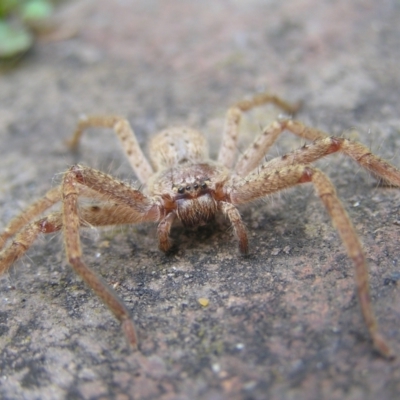 Isopeda (genus) (Huntsman Spider) at Kambah, ACT - 16 Jul 2022 by MatthewFrawley