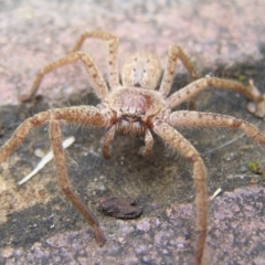 Isopeda sp. (genus) at Kambah, ACT - 16 Jul 2022 10:16 AM