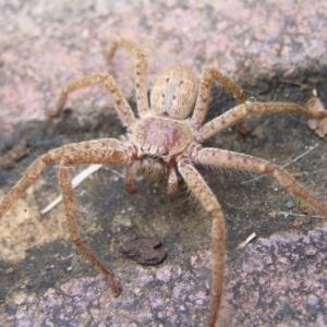 Isopeda sp. (genus) at Kambah, ACT - 16 Jul 2022 10:16 AM