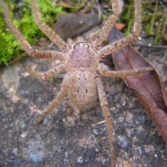 Isopeda sp. (genus) at Kambah, ACT - 16 Jul 2022 10:16 AM