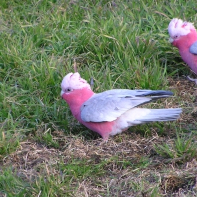 Eolophus roseicapilla (Galah) at Kambah, ACT - 18 Jul 2022 by MatthewFrawley