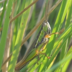 Bermius brachycerus (A grasshopper) at Molonglo Valley, ACT - 22 Mar 2022 by michaelb