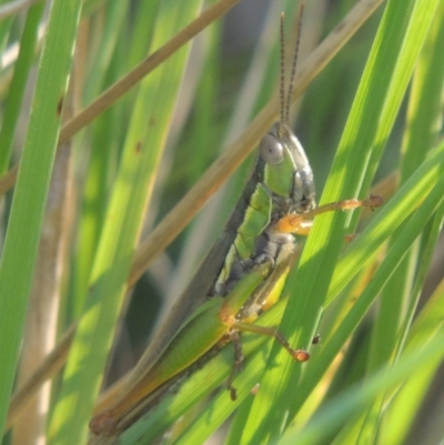 Bermius brachycerus (A grasshopper) at Molonglo Valley, ACT - 22 Mar 2022 by michaelb