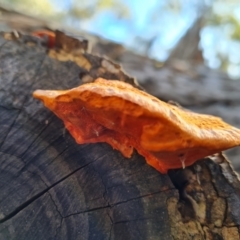 Trametes coccinea at O'Malley, ACT - 20 Jul 2022