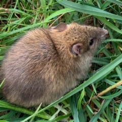 Rattus rattus (Black Rat) at McKellar, ACT - 16 Jul 2022 by TimL