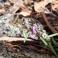 Hovea heterophylla (Common Hovea) at Mount Mugga Mugga - 20 Jul 2022 by Mike