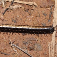 Paradoxosomatidae sp. (family) (Millipede) at Mount Majura - 3 Jul 2022 by TimL