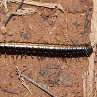 Paradoxosomatidae sp. (family) (Millipede) at Hackett, ACT - 3 Jul 2022 by TimL
