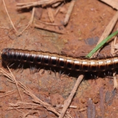 Paradoxosomatidae sp. (family) at Hackett, ACT - 3 Jul 2022