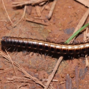 Paradoxosomatidae sp. (family) at Hackett, ACT - 3 Jul 2022