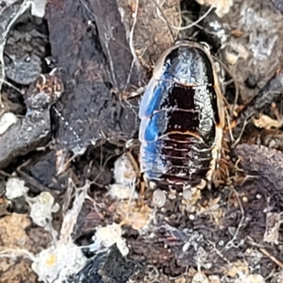 Drymaplaneta sp. (genus) (Unidentified Wood Runner) at O'Connor, ACT - 20 Jul 2022 by trevorpreston