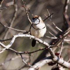 Stizoptera bichenovii (Double-barred Finch) at Palmerston, ACT - 20 Jul 2022 by pjpiper