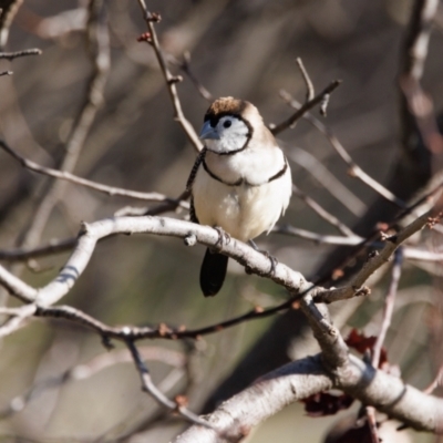 Stizoptera bichenovii (Double-barred Finch) at Palmerston, ACT - 20 Jul 2022 by pjpiper