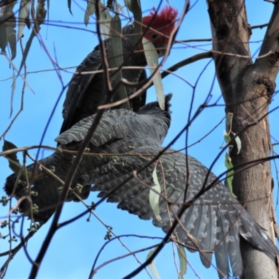 Callocephalon fimbriatum (Gang-gang Cockatoo) at Deakin, ACT - 3 Apr 2022 by AndyRoo