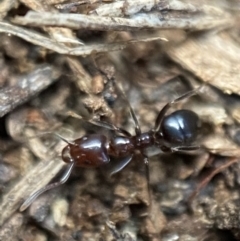 Papyrius nitidus (Shining Coconut Ant) at Jerrabomberra, NSW - 20 Jul 2022 by Steve_Bok