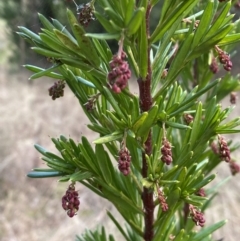 Grevillea juniperina (Grevillea) at Jerrabomberra, NSW - 20 Jul 2022 by Steve_Bok