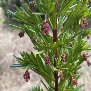 Grevillea juniperina at Jerrabomberra, NSW - 20 Jul 2022 02:40 PM