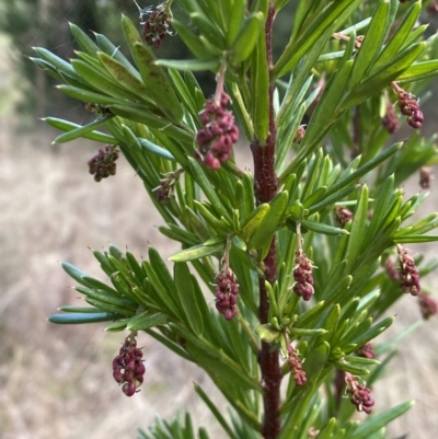 Grevillea juniperina (Grevillea) at Jerrabomberra, NSW - 20 Jul 2022 by Steve_Bok