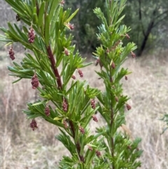 Grevillea juniperina at Jerrabomberra, NSW - 20 Jul 2022 02:40 PM