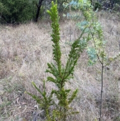 Grevillea juniperina at Jerrabomberra, NSW - 20 Jul 2022 02:40 PM