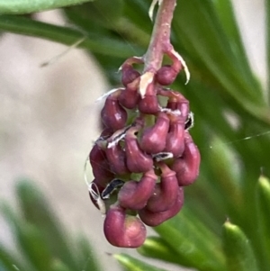 Grevillea juniperina at Jerrabomberra, NSW - 20 Jul 2022 02:40 PM