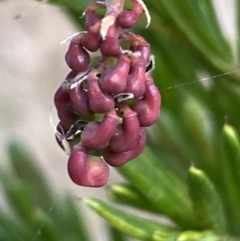 Grevillea juniperina at Jerrabomberra, NSW - 20 Jul 2022 02:40 PM