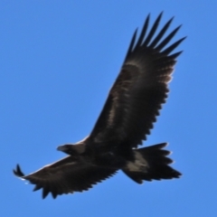 Aquila audax (Wedge-tailed Eagle) at Dry Plain, NSW - 5 Apr 2022 by AndyRoo