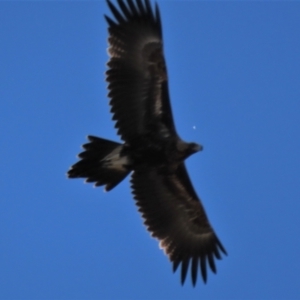 Aquila audax at Dry Plain, NSW - 5 Apr 2022