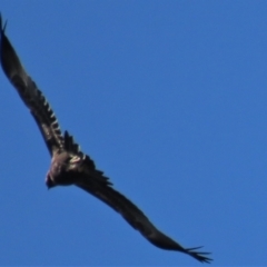 Aquila audax at Dry Plain, NSW - 5 Apr 2022