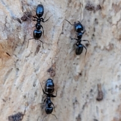 Anonychomyrma sp. (genus) at Molonglo Valley, ACT - 20 Jul 2022