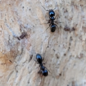 Anonychomyrma sp. (genus) at Molonglo Valley, ACT - 20 Jul 2022