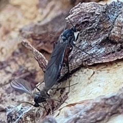 Bibionomorpha (infraorder) (Unidentified Gnat, Gall Midge or March Fly) at Molonglo River Reserve - 20 Jul 2022 by trevorpreston