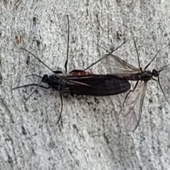 Bibionomorpha (infraorder) at Molonglo Valley, ACT - 20 Jul 2022