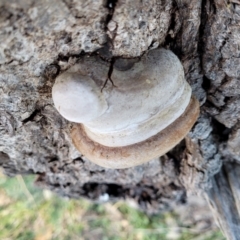 zz Polypore (shelf/hoof-like) at Molonglo Valley, ACT - 20 Jul 2022 03:57 PM