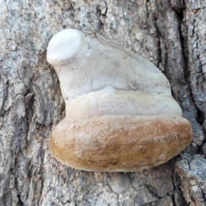 zz Polypore (shelf/hoof-like) at Molonglo Valley, ACT - 20 Jul 2022