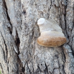 zz Polypore (shelf/hoof-like) at Molonglo Valley, ACT - 20 Jul 2022