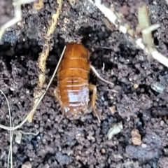 Blattidae sp. (family) at Kama - 20 Jul 2022