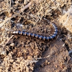 Paradoxosomatidae sp. (family) (Millipede) at Molonglo Valley, ACT - 20 Jul 2022 by trevorpreston