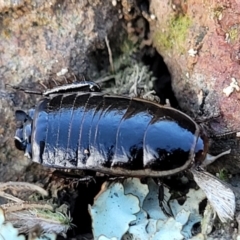 Drymaplaneta communis (Eastern Wood Runner, Common Shining Cockroach) at Molonglo River Reserve - 20 Jul 2022 by trevorpreston