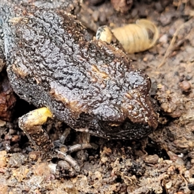 Uperoleia laevigata (Smooth Toadlet) at Kama - 20 Jul 2022 by trevorpreston