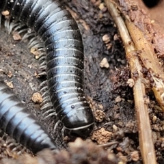 Ommatoiulus moreleti (Portuguese Millipede) at Molonglo Valley, ACT - 20 Jul 2022 by trevorpreston