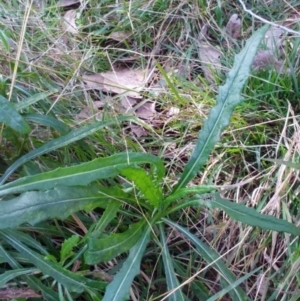 Senecio linearifolius at Molonglo Valley, ACT - 19 Jul 2022